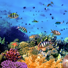 Reef Harmony: Understanding How Reef-Safe Sunscreen Protects Our Ocean Sanctuaries